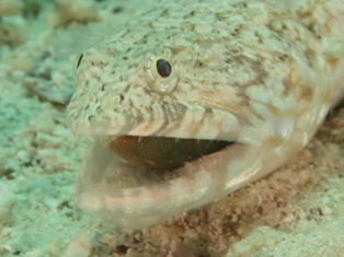 lezard avec proie